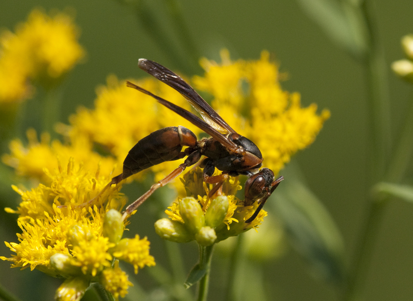 wasp3676
