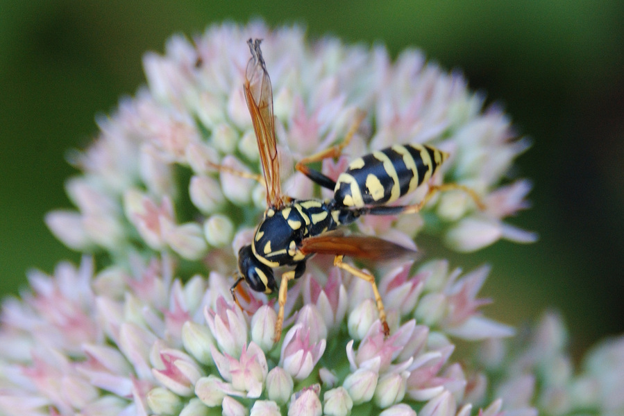 wasp4