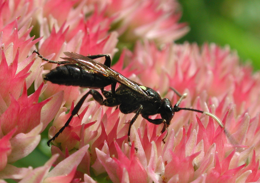wasp5