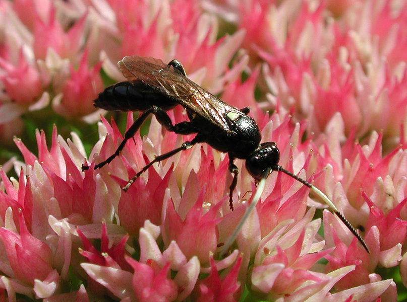 wasp6