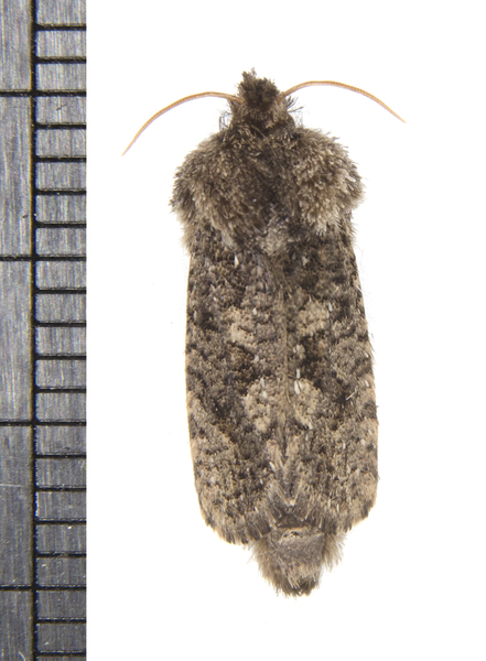Acrolophus5180