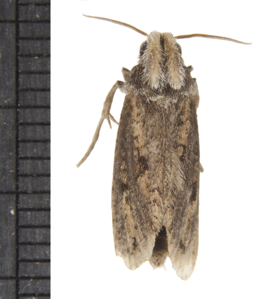 Acrolophus5304