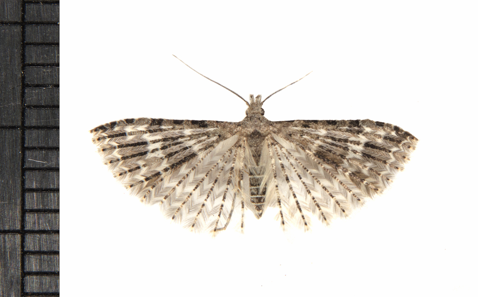 Alucita6718