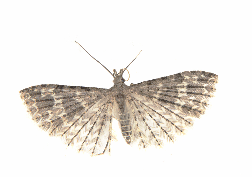 Alucita7614