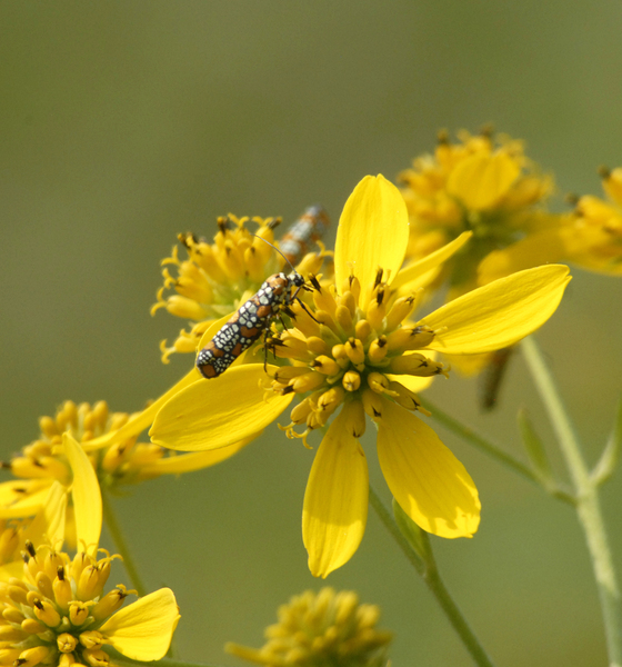 Atteva_punctella5213