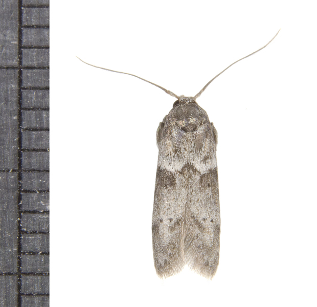 Blastobasis3954