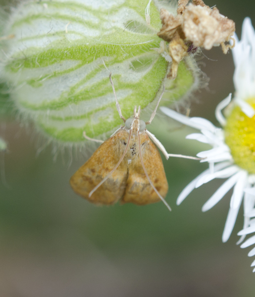 Achyra3032