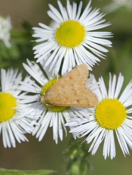 Achyra3083