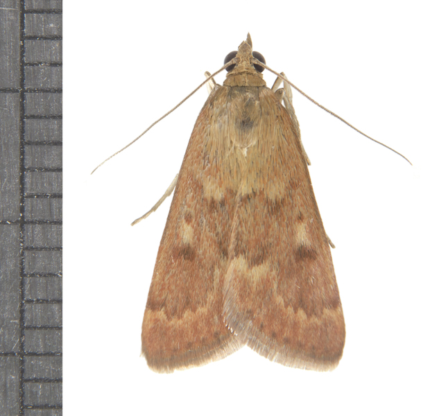 Achyra6693