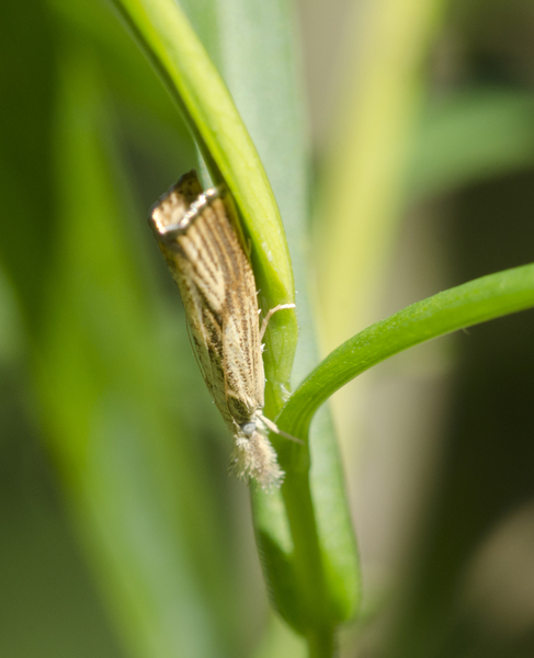 Agriphila0588