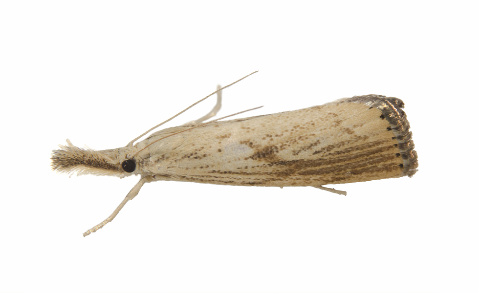 Agriphila7175
