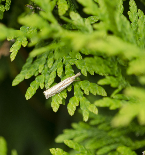 Crambus4509