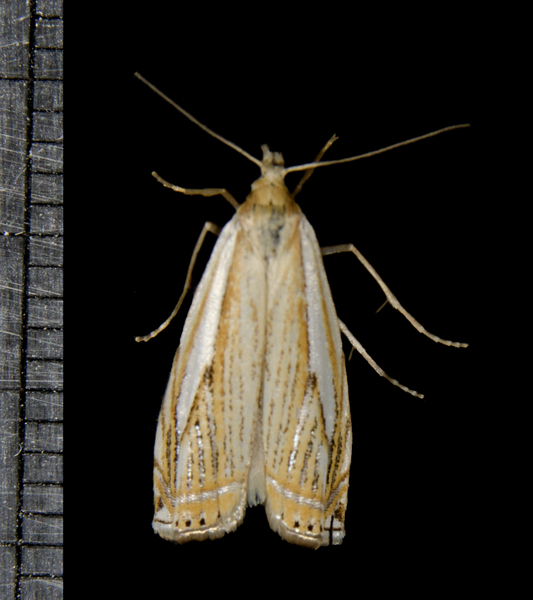 Crambus5140
