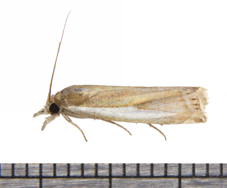 Crambus7019