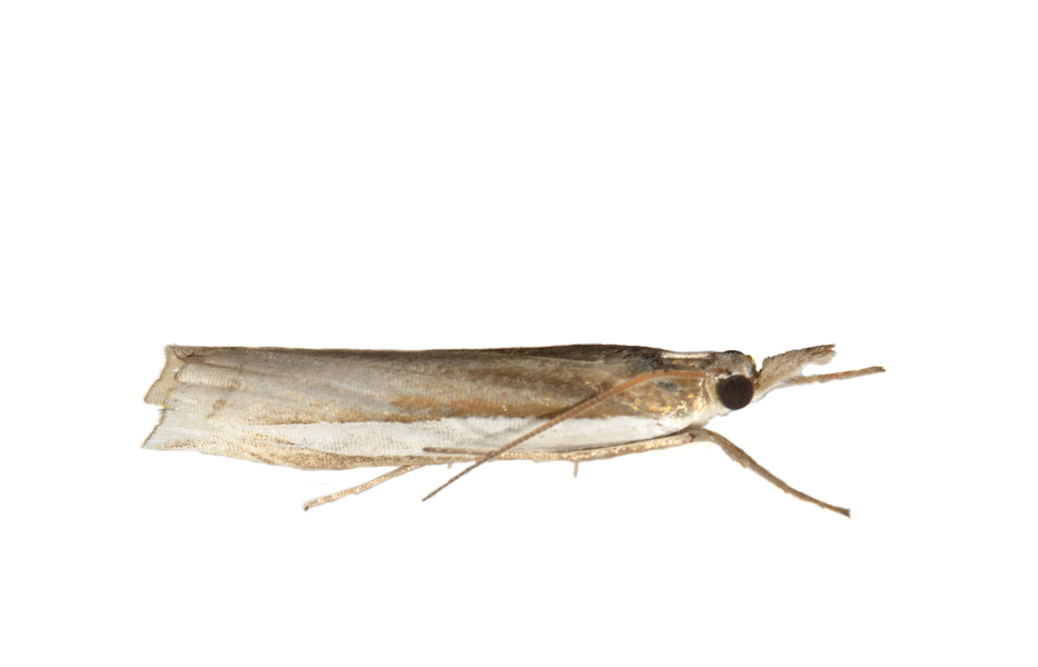 Crambus7606