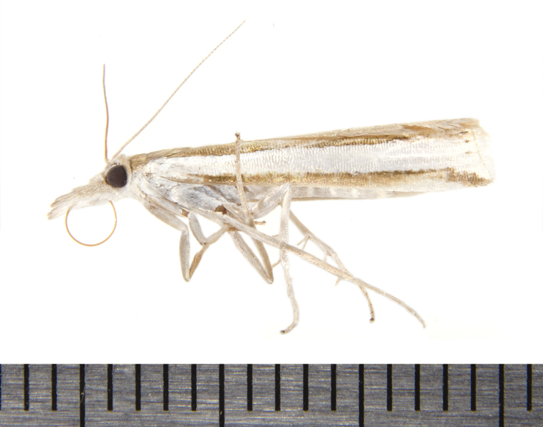 Crambus9841