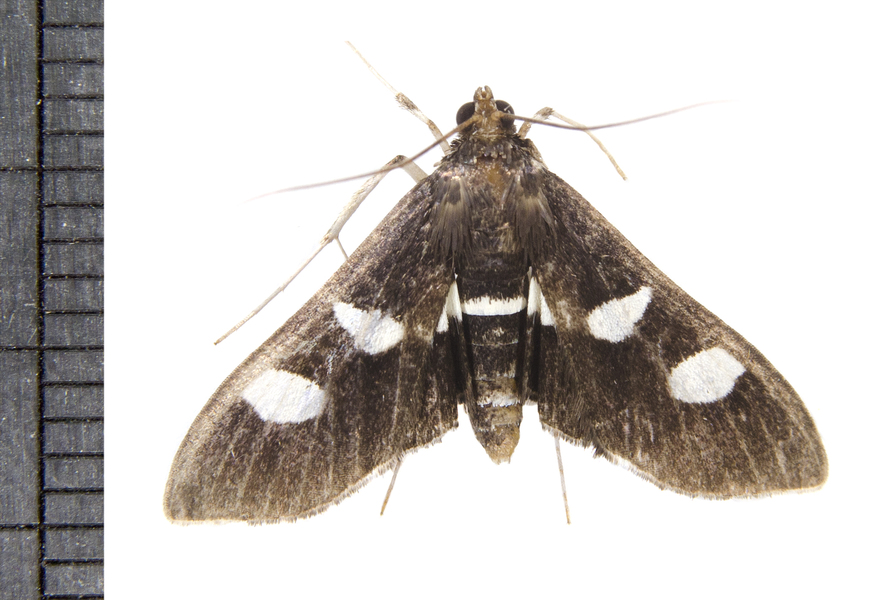 Desmia4348