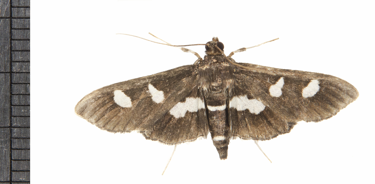 Desmia7157