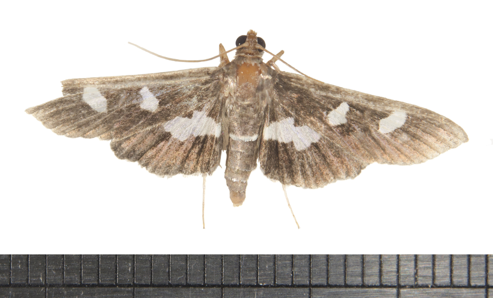 Desmia7397