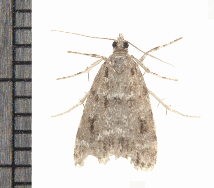 Eudonia6503