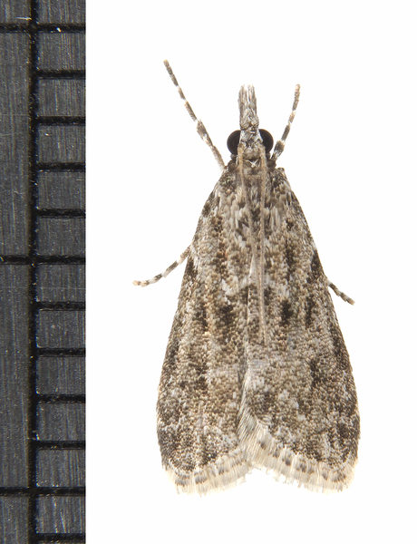 Eudonia7086