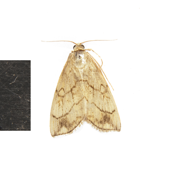Evergestis3789