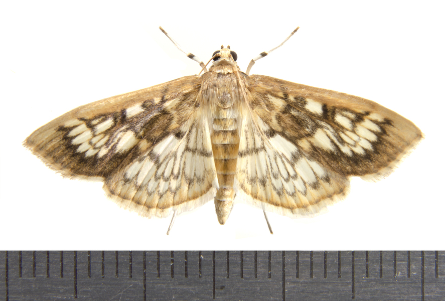 Herpetogramma0400
