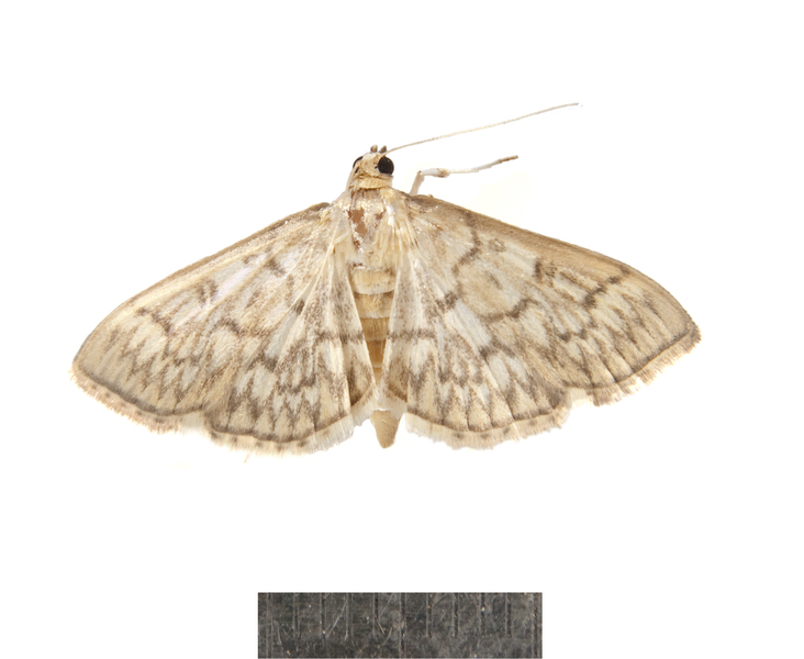 Herpetogramma3805