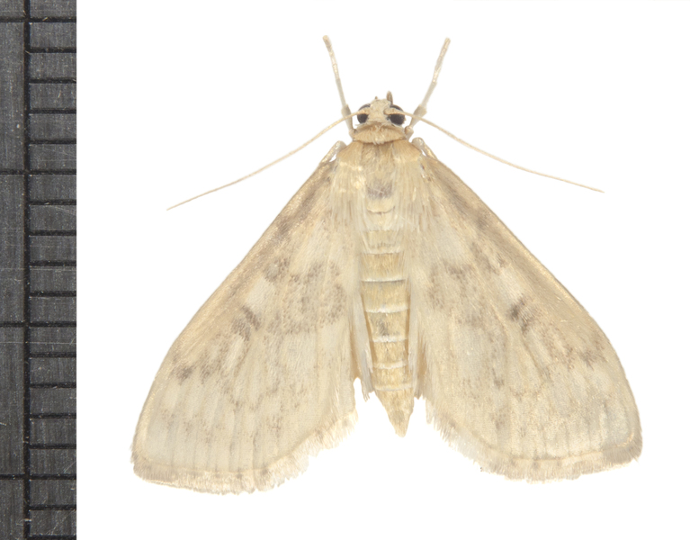 Herpetogramma5672