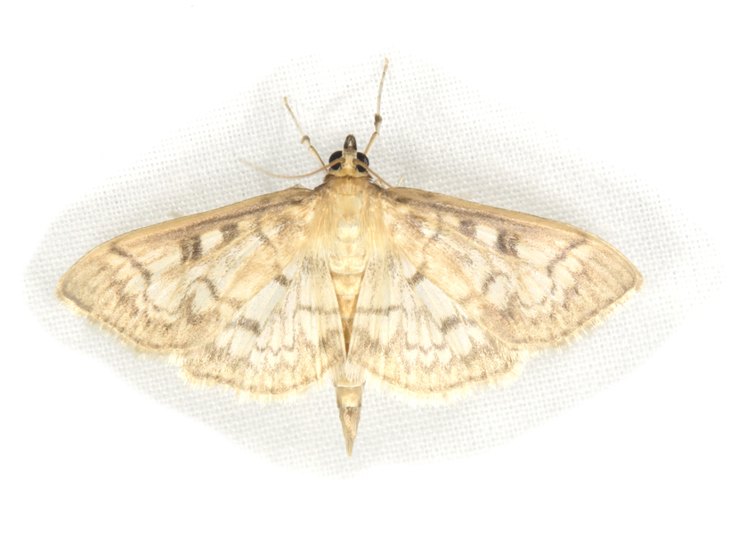 Herpetogramma6358