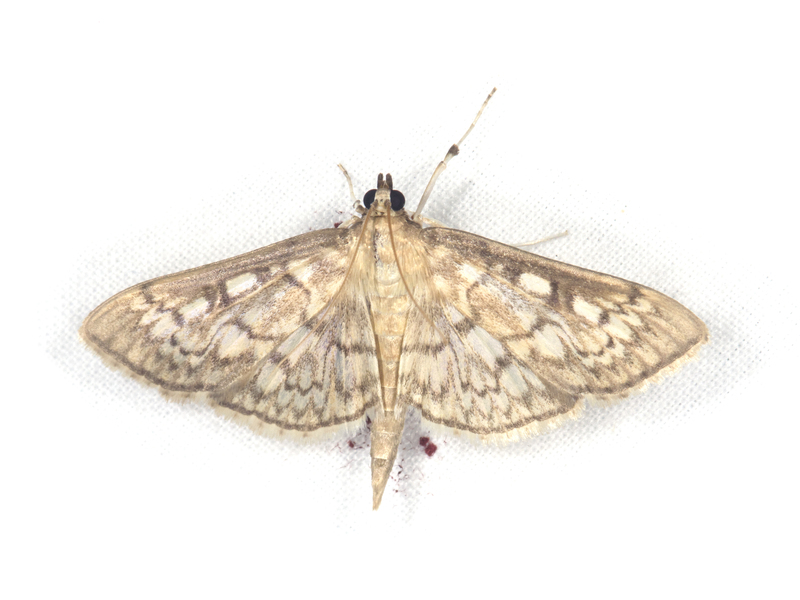 Herpetogramma6384