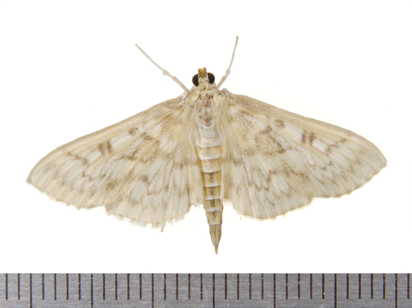 Herpetogramma9433