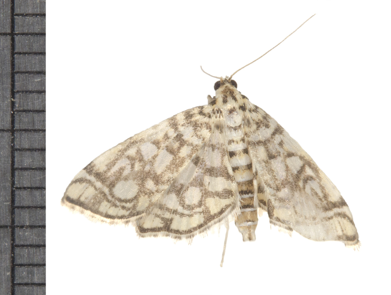 Lygropia5832