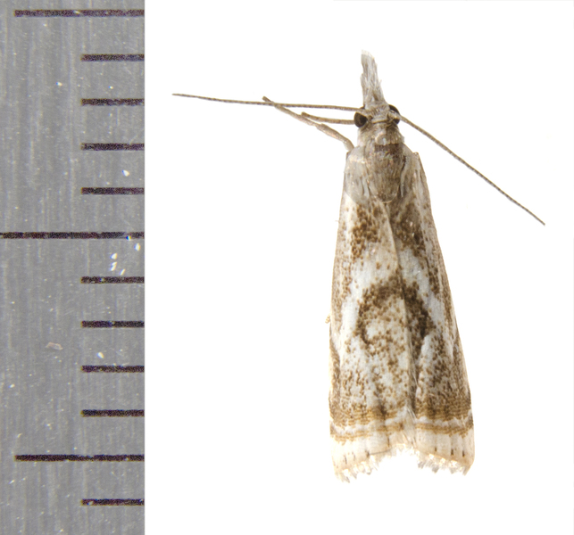 Microcrambus0455