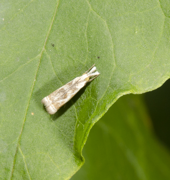 Microcrambus0729