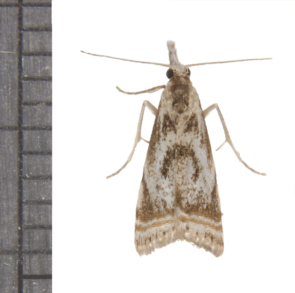 Microcrambus5519