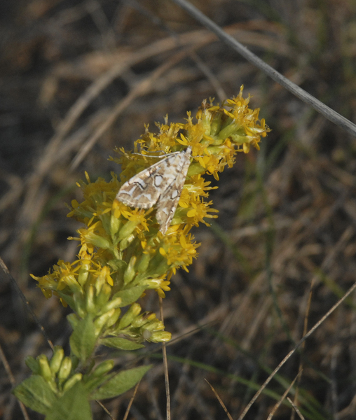 Munroessa_icciusalis0058