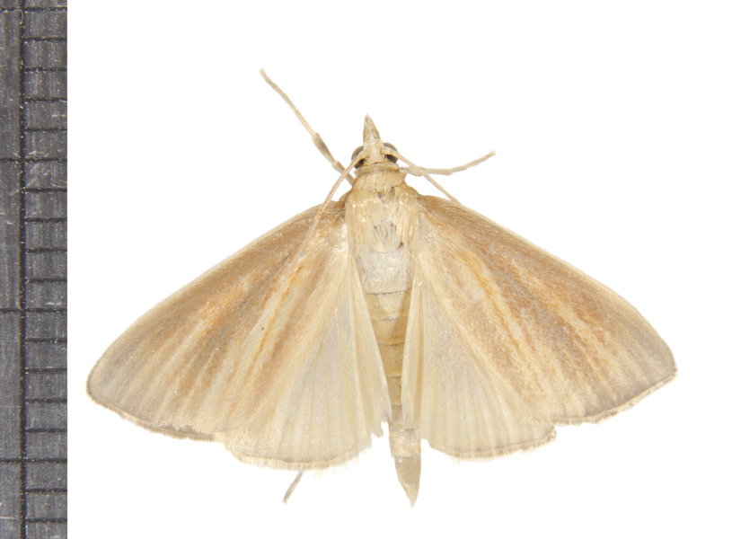 Nascia4931