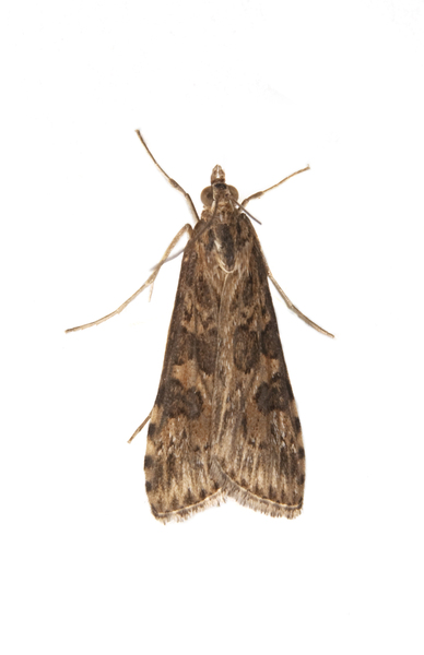 Nomophila2946