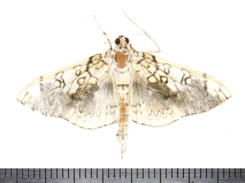Pantographa9816