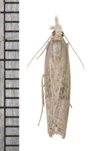 Parapediasia3432