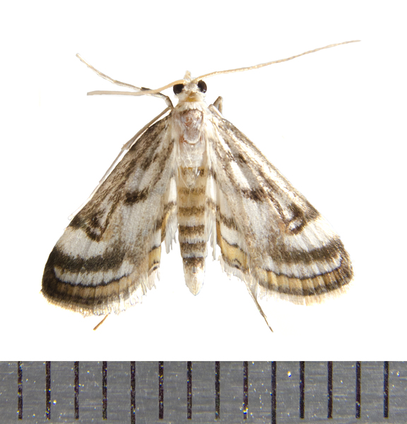 Parapoynx0949