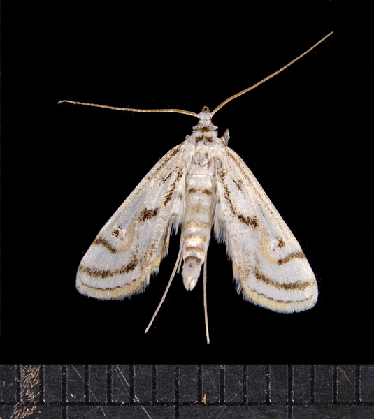 Parapoynx4156