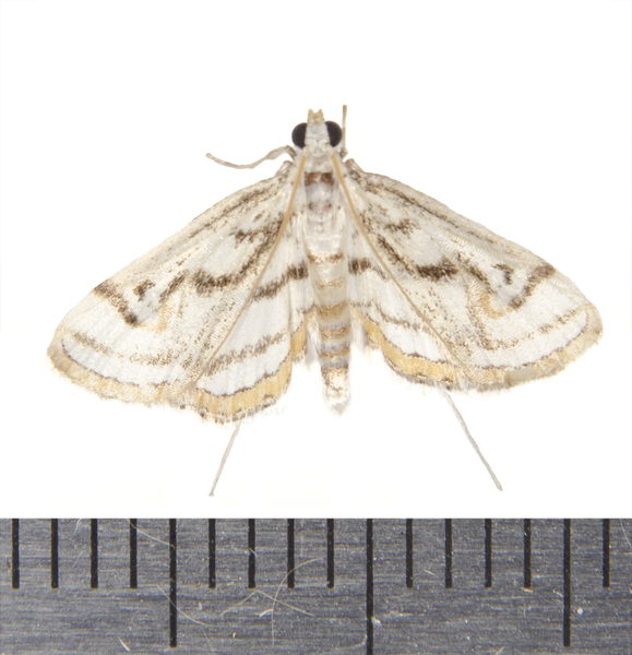 Parapoynx9770