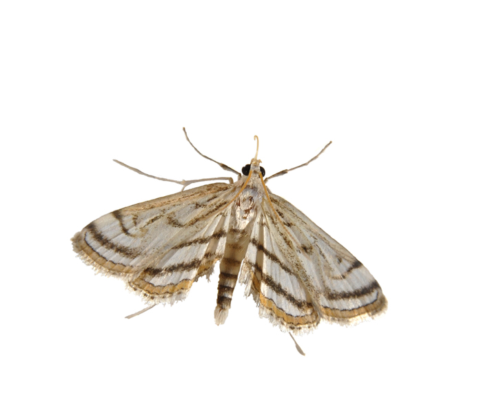 Parapoynx_badiusalis0003