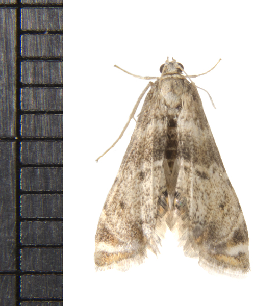 Petrophila4055