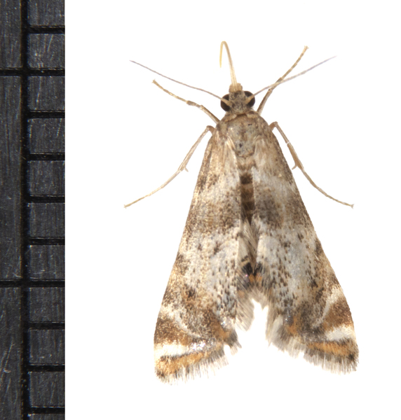 Petrophila7173