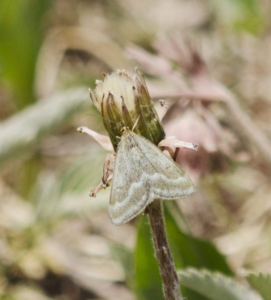 Pyrausta2911