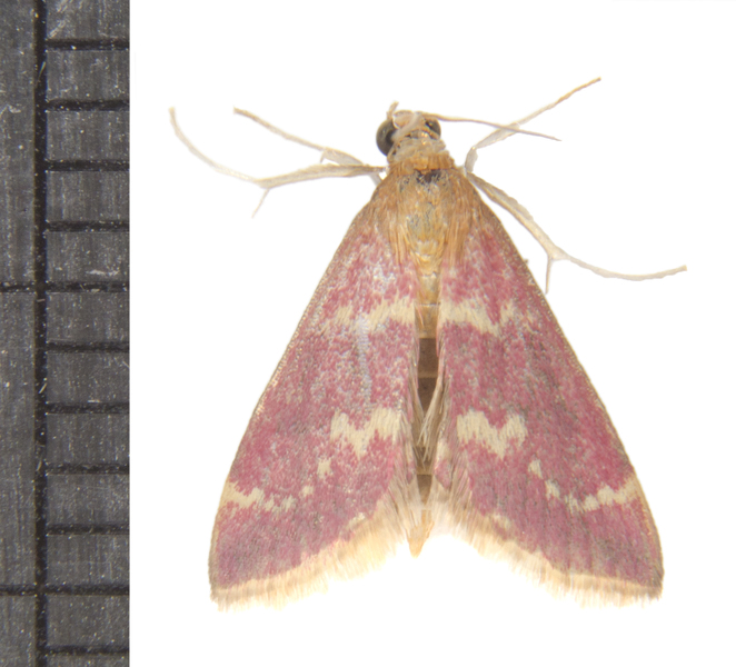 Pyrausta4386