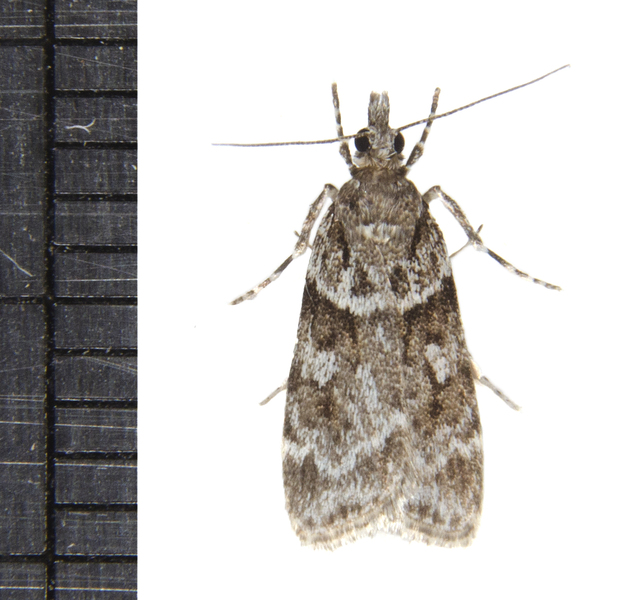Scoparia5167